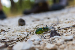 Lluciapomaresius anapaulae