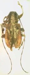 Caciomorpha palliata