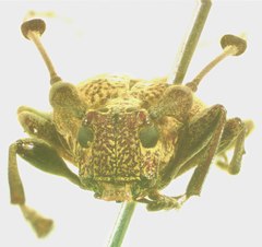 Caciomorpha palliata