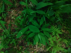 Allium microdictyon