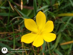 Sisyrinchium angustissimum