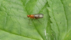 Clusiidae