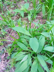 Allium microdictyon