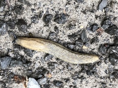 Arion fasciatus