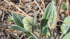 Phacelia hastata compacta