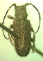 Eupogonius