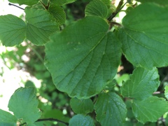 Viburnum ellipticum