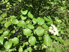 Viburnum ellipticum