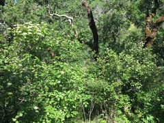 Viburnum ellipticum