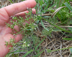 Ammoselinum popei