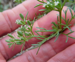 Ammoselinum popei