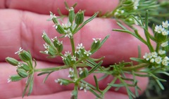 Ammoselinum popei