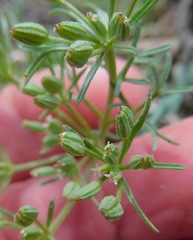Ammoselinum popei