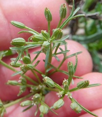 Ammoselinum popei