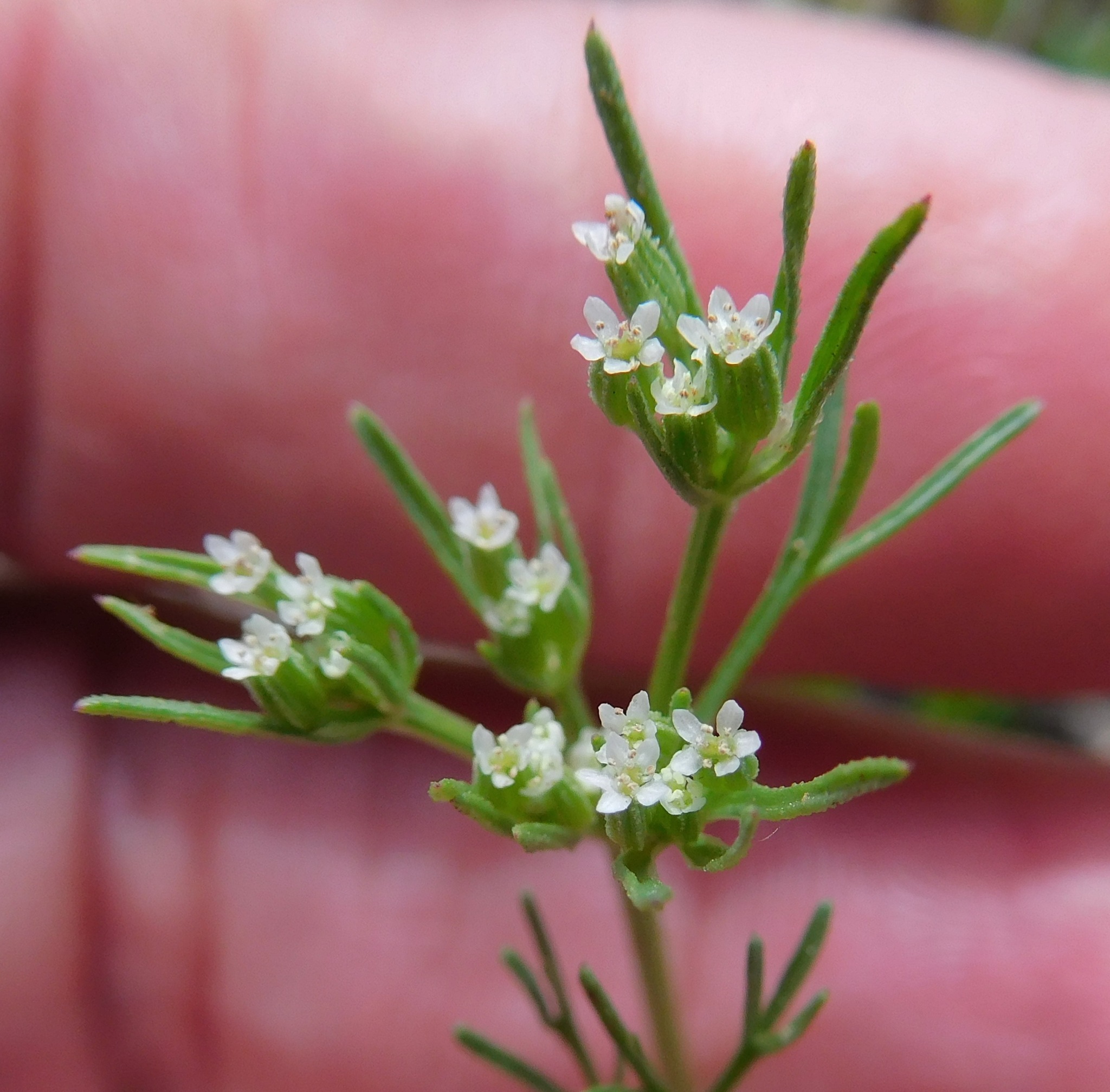 Ammoselinum