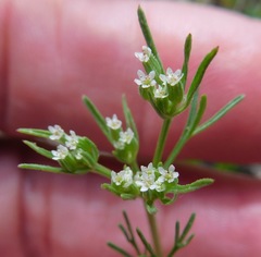 Ammoselinum popei
