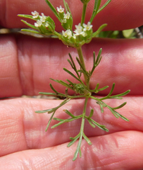 Ammoselinum popei