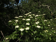 Viburnum ellipticum