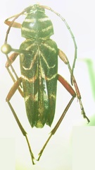 Megacyllene angulata