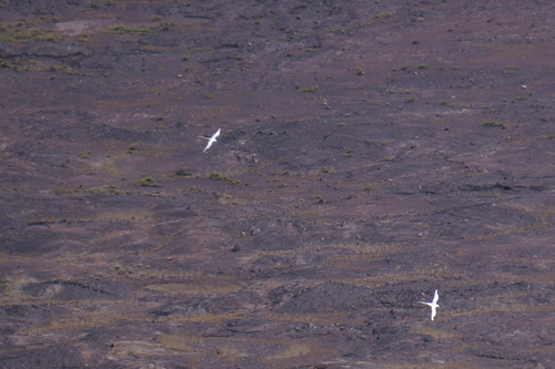 Phaethon lepturus