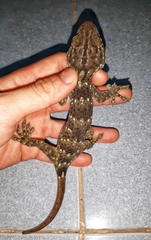 Gekko reevesii