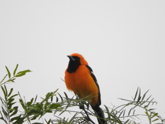 Hooded Oriole photo 6