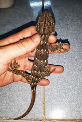 Gekko reevesii