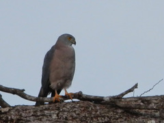 Accipiter rufitorques