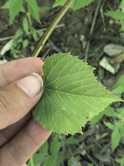 Vitis acerifolia