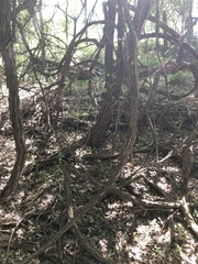 Vitis acerifolia
