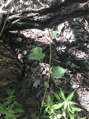 Vitis acerifolia