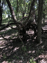 Vitis acerifolia