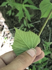 Vitis acerifolia