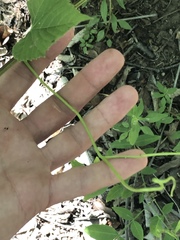 Vitis acerifolia