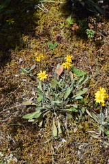 Packera bellidifolia