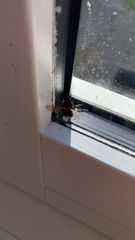 Bombus hypnorum