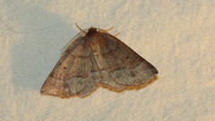 Metarranthis duaria