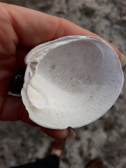 Mercenaria campechiensis
