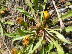 Taraxacum palustre