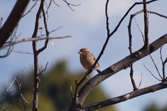 Passer domesticus