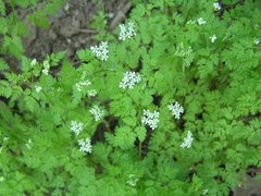 Anthriscus cerefolium