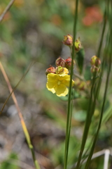 Crocanthemum glomeratum