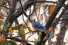 Cyanocitta cristata