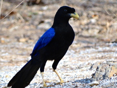 Cyanocorax beecheii