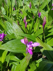 Bletilla striata