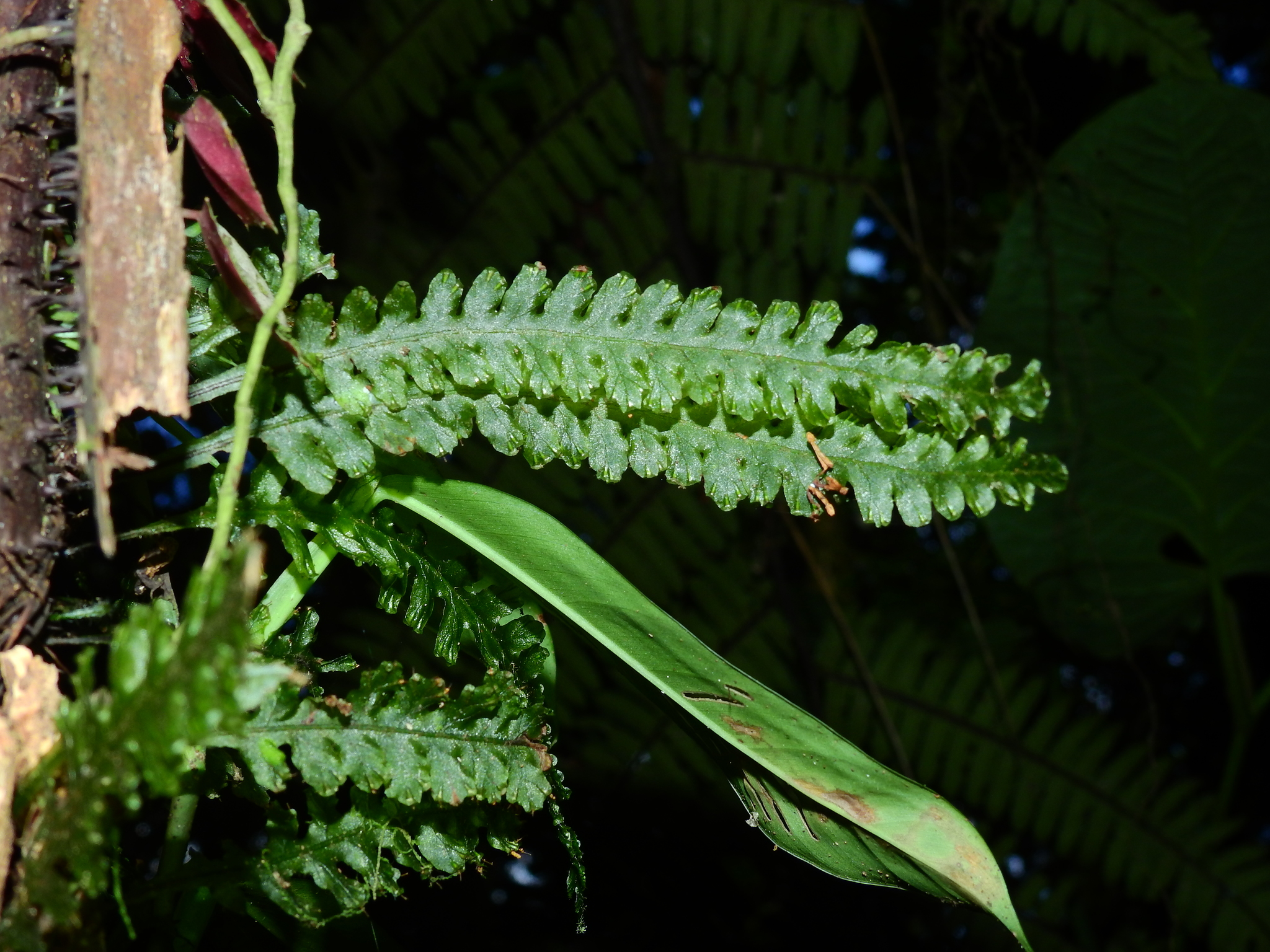 Trichomanes polypodioides