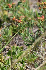 Crocanthemum glomeratum
