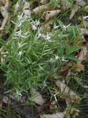 Leontopodium leontopodioides