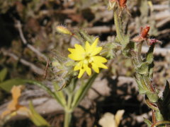 Camissoniopsis hirtella