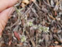 Cryptantha affinis